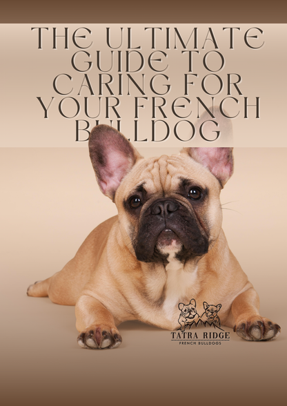 The Ultimate Guide to Caring for Your French Bulldog